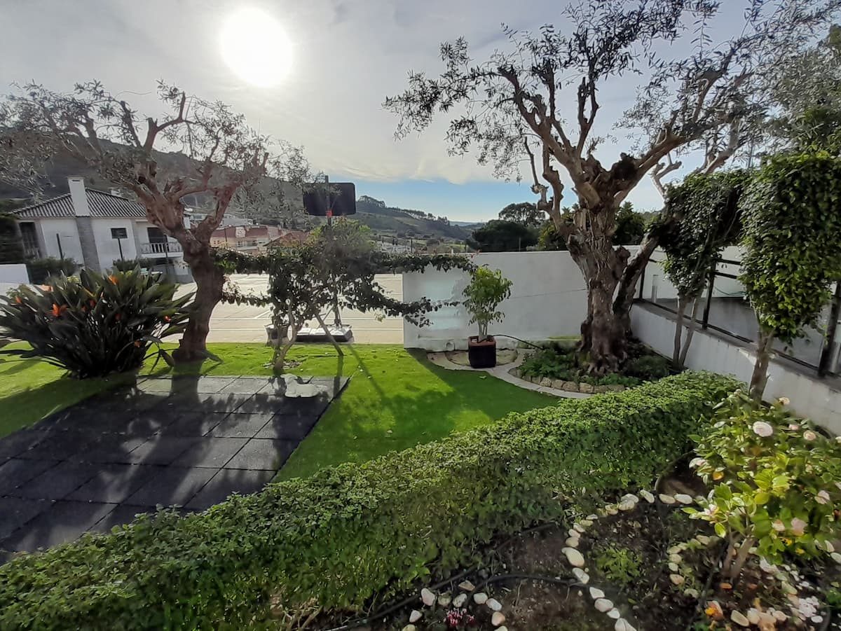 Jardim da casa em Fanhões com oliveiras centenárias, relva e muro branco, ao fim do dia